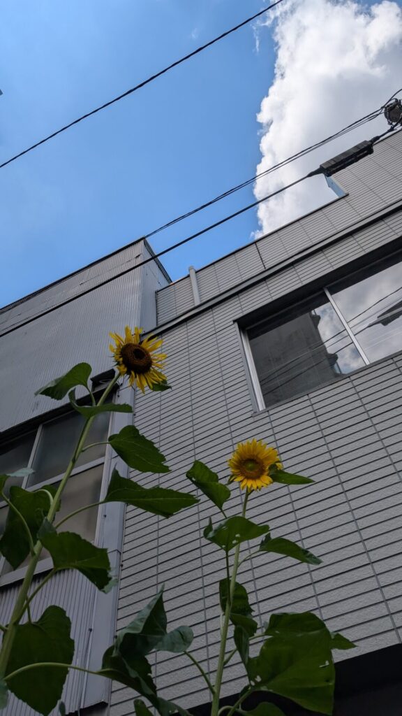 20250731 | カポエイラ・テンポ東京 TV雑誌など出演豊富な安心の教室 ひまわり